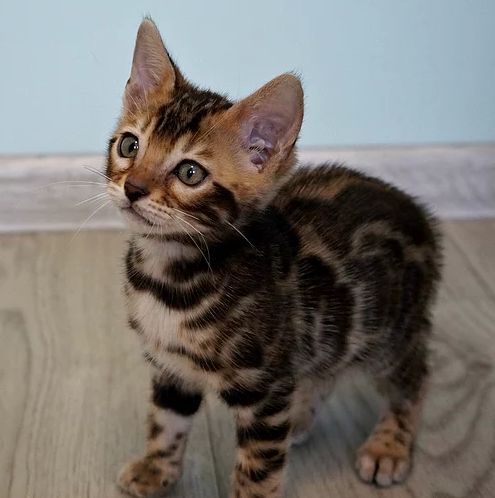 Adorable outstanding Bengal  kitten Available