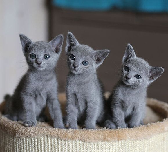 Cuddle Cute Pure Russian Blue Kittens For Sale