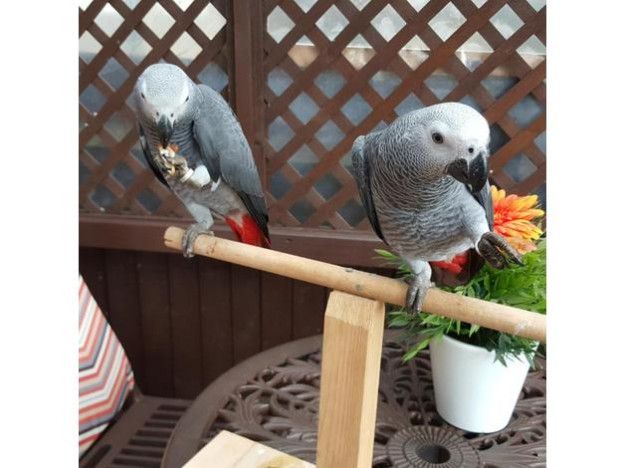 A Pair of Talking African Grey Parrots