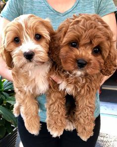beautiful cavalier king charlse spaniel puppies for adoption