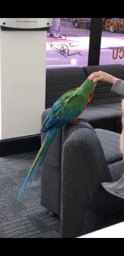 Macaw Rare Talking Parrot