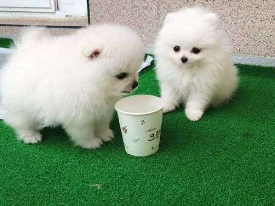 Lovely Teacup Pomeranian Puppies for Sale