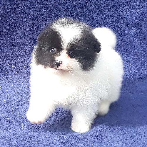 Fluffy Pomeranian Puppies Available