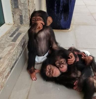 Lovely Chimpanzee Monkeys available  