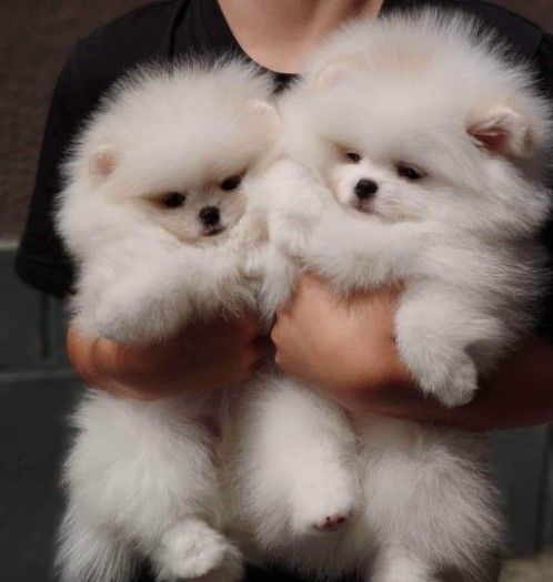 Small white  Pomeranian Puppies for sale   