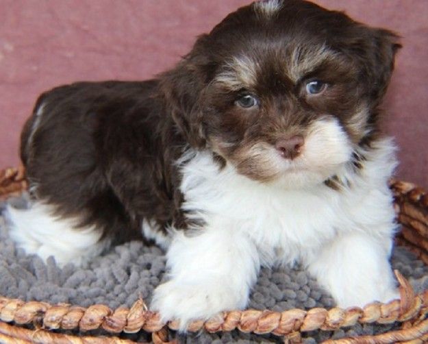 Beautiful Havanese Puppies for sale