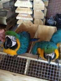 Opening a Private Bird Shop with Tamed & Trained Birds