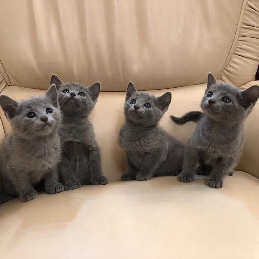 Pure Russian Blue Kittens Ready Today