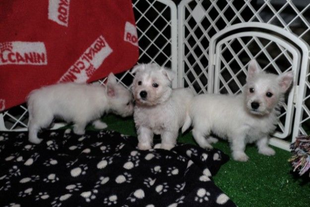 Pedigree West Highland white puppies 