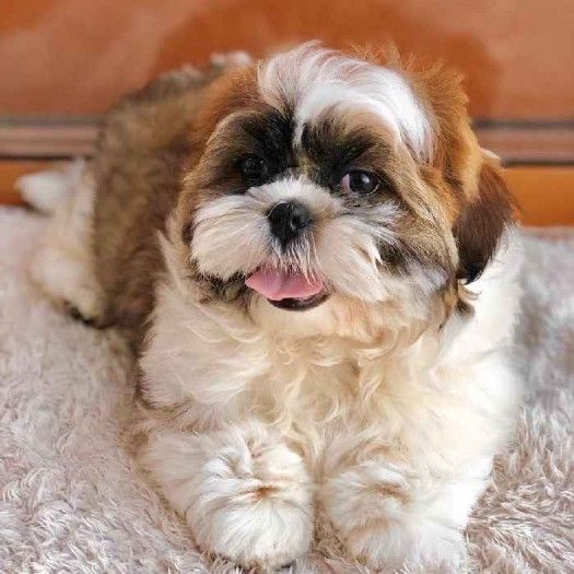 Adorable Shih Tzu Puppies Available
