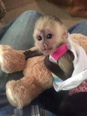 capuchin monkey WhatsApp +49 176 83845297