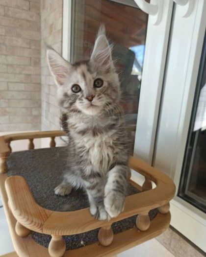Maine Coon Kittens for adoption 
