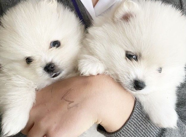 Super Pomerania Puppies for sale 