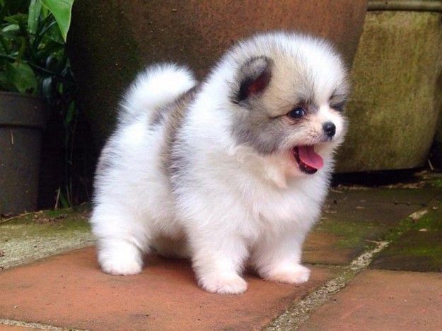 Beautiful Pomeranian puppies available for sale now
