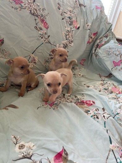 Stunning Chihuahua Puppies,