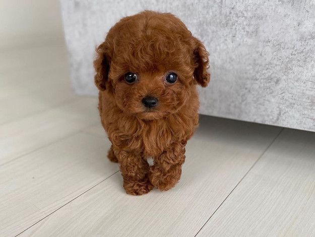 Toilet Trained Cute Toy Poodle Puppies Available Now