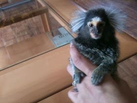 Healthy Young Capuchin and Marmoset monkeys 