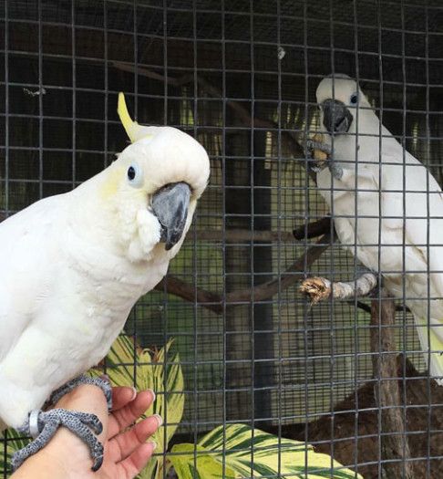 Blue and Gold Macaw,African Grey parrots and eggd