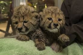 Cheetah Cubs, Fennec fox ,Chimpanzee babies, Lion Cubs And Tiger Cubs 