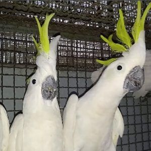 Super Friendly Corella Cockatoo For Free Adoption