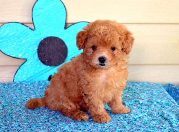 Two  Top  Class  maltipoo puppy  Available