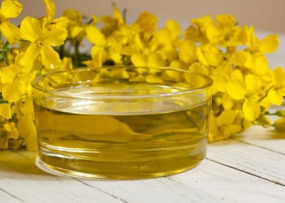 Rapeseed Oil for Export