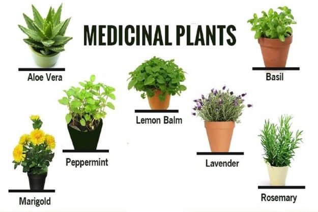 Medicinal Plants and their uses with pictures